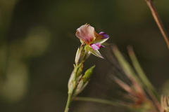Alysicarpus longifolius